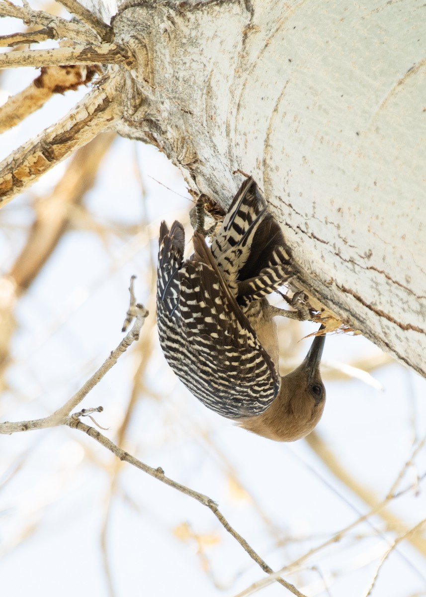 Gila Woodpecker - ML620614843