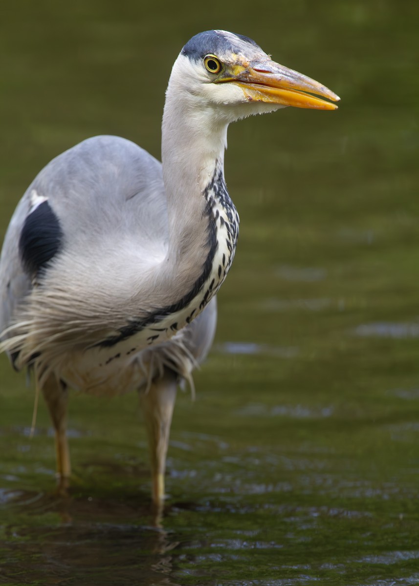 Garza Real (Paleártico) - ML620614844