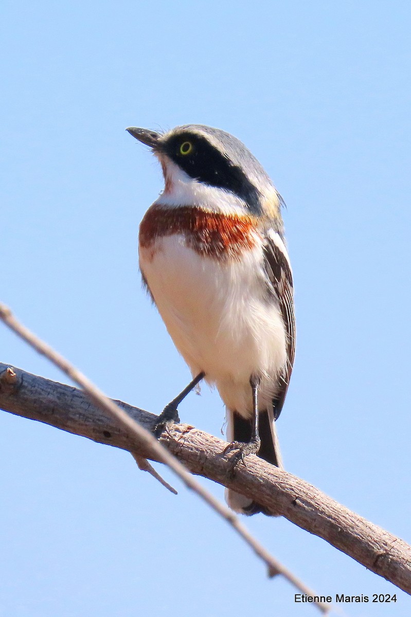 Chinspot Batis - ML620614848