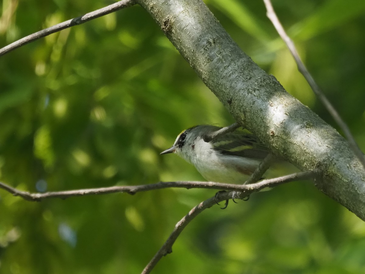 Chestnut-sided Warbler - Kirk LaGory