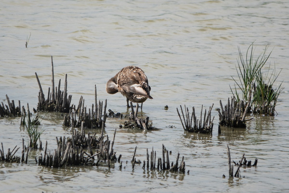 Red-crested Pochard - ML620614855