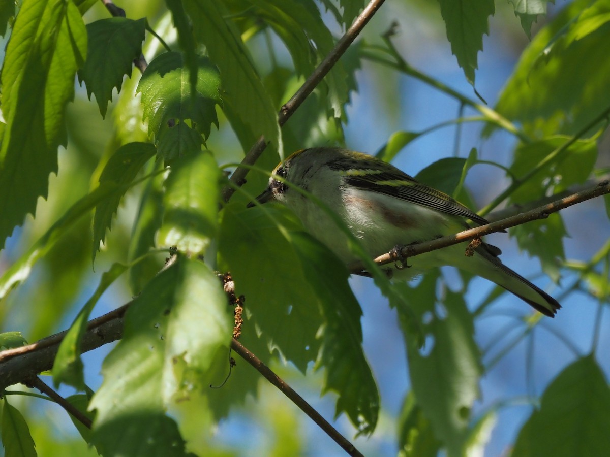 Chestnut-sided Warbler - ML620614856