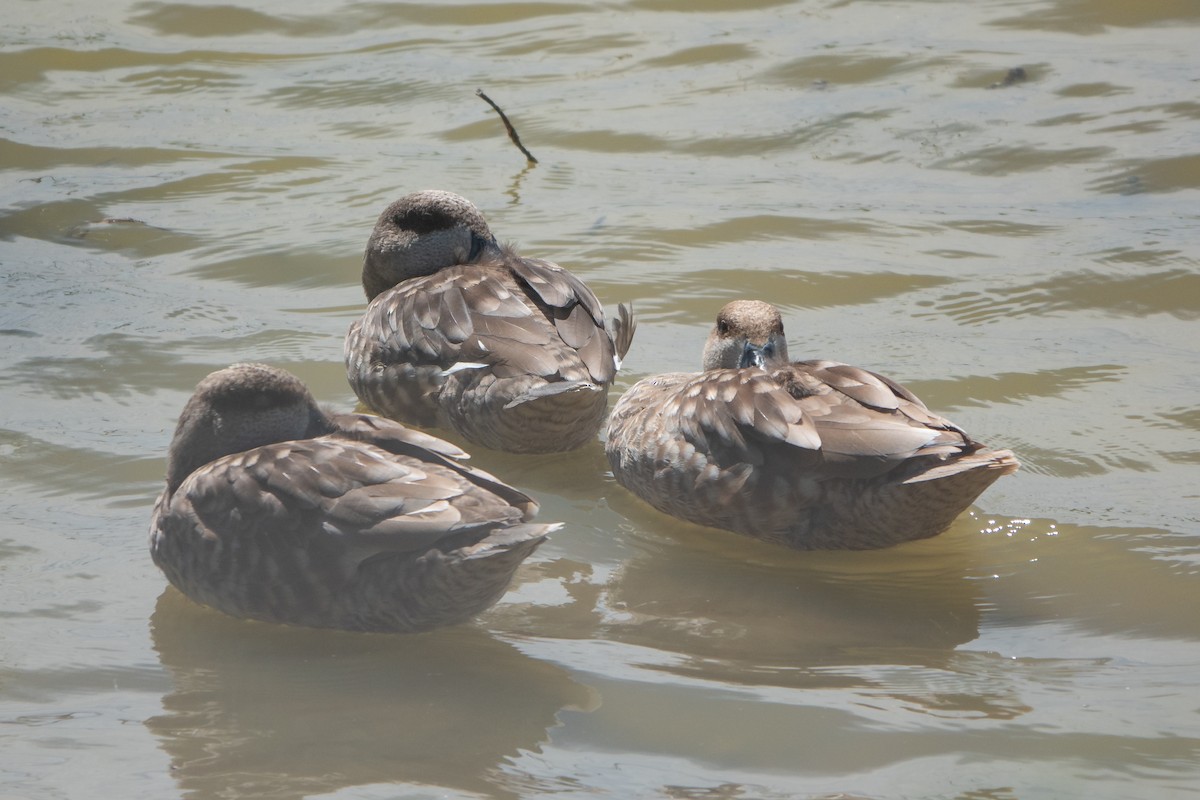 Marbled Duck - ML620614858