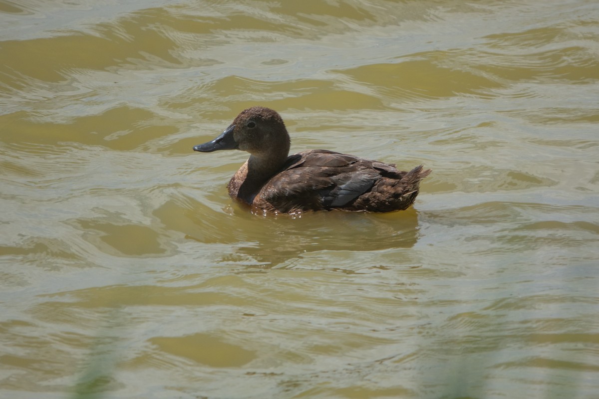 Common Pochard - ML620614860