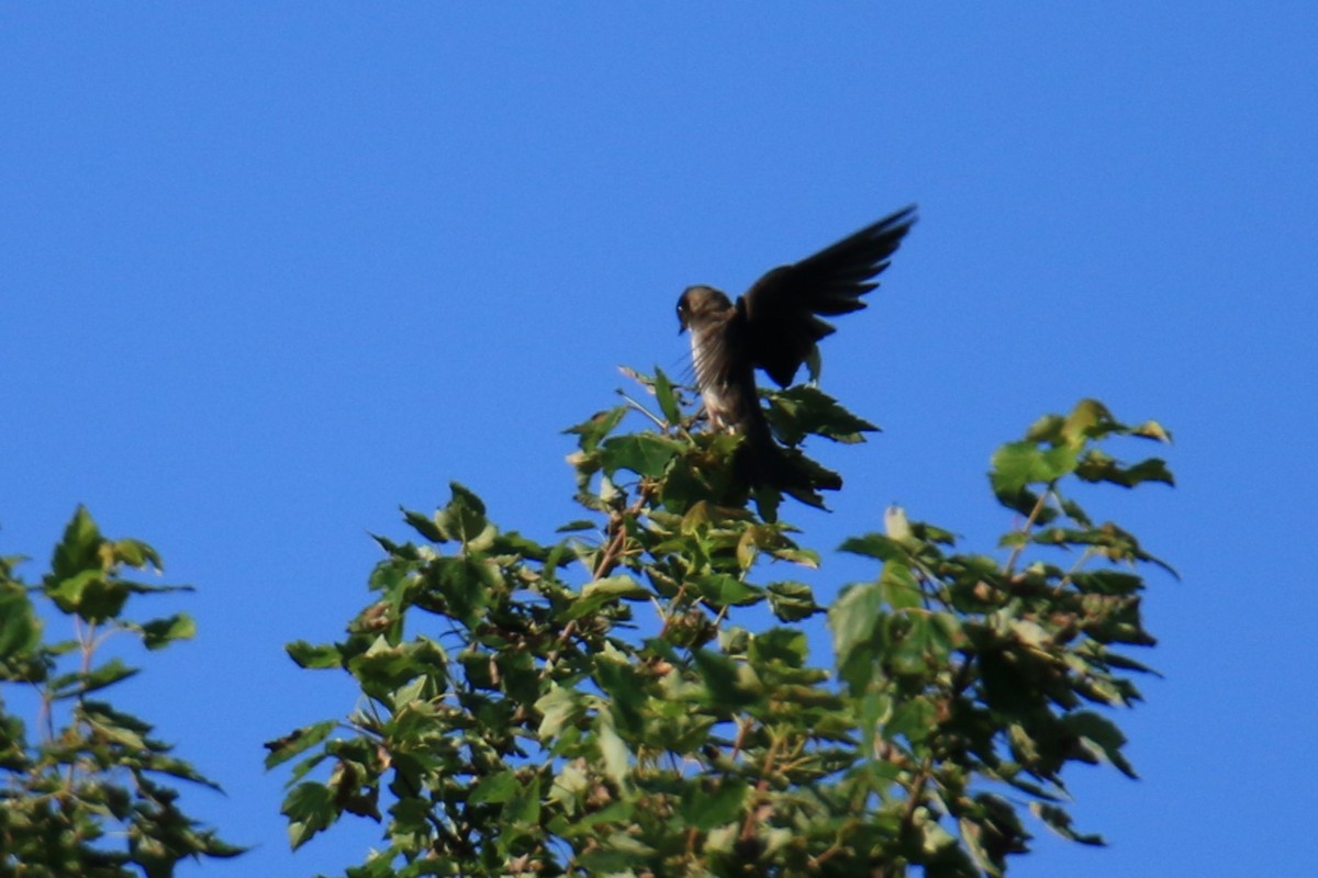 Purple Martin - ML620614862