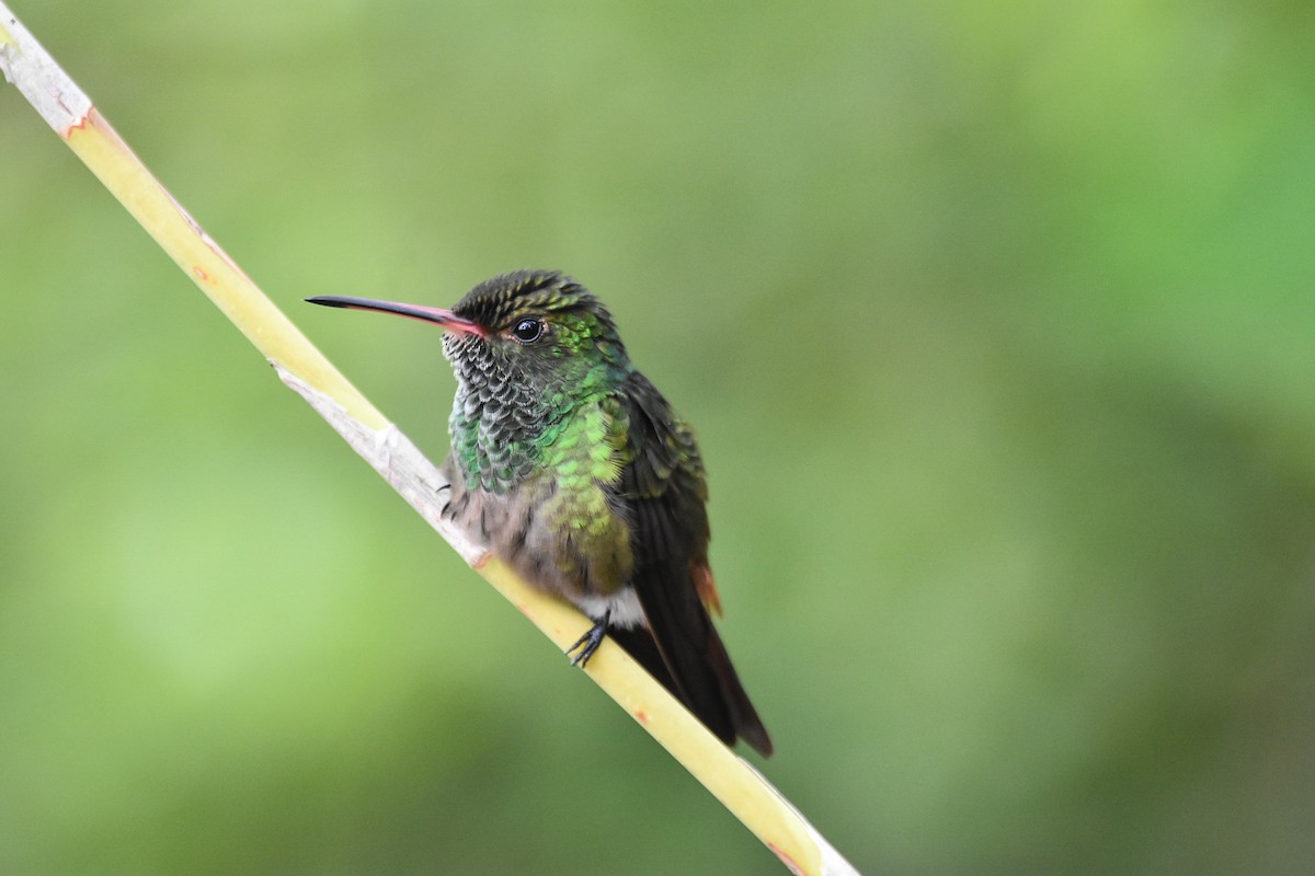 Rufous-tailed Hummingbird - ML620614863