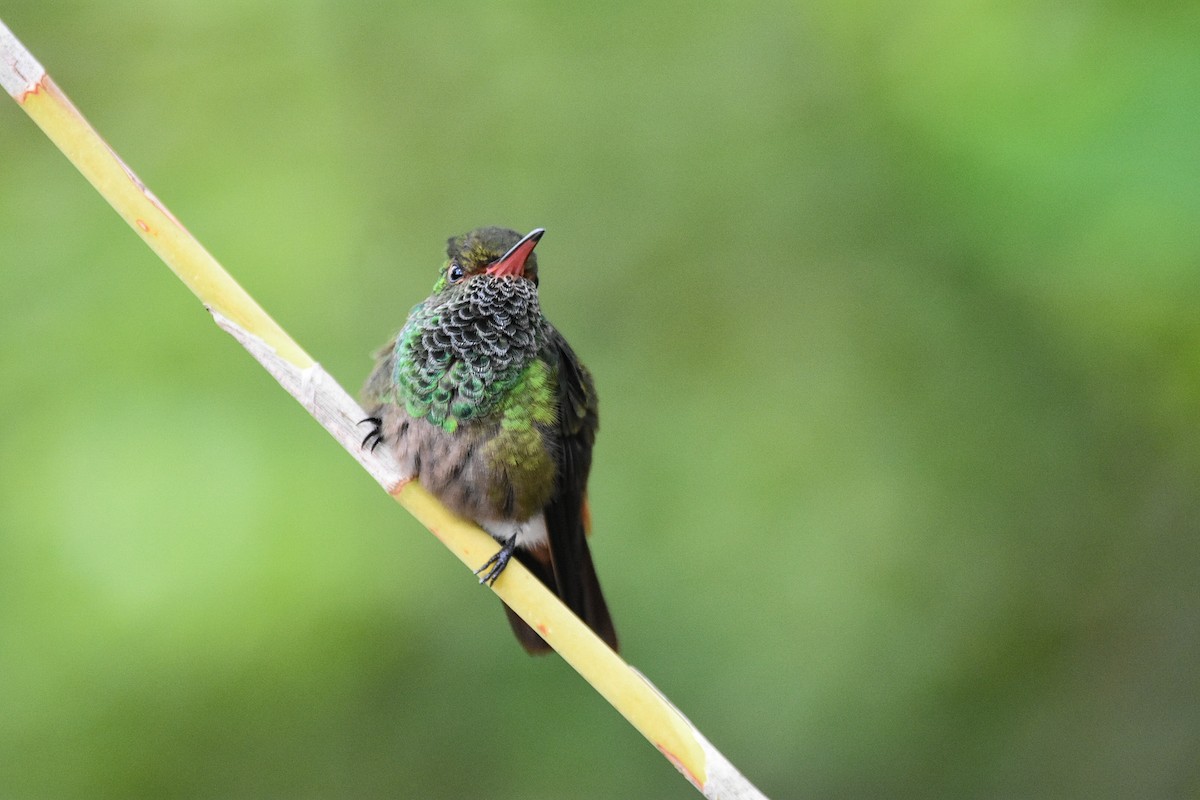 Rufous-tailed Hummingbird - ML620614864