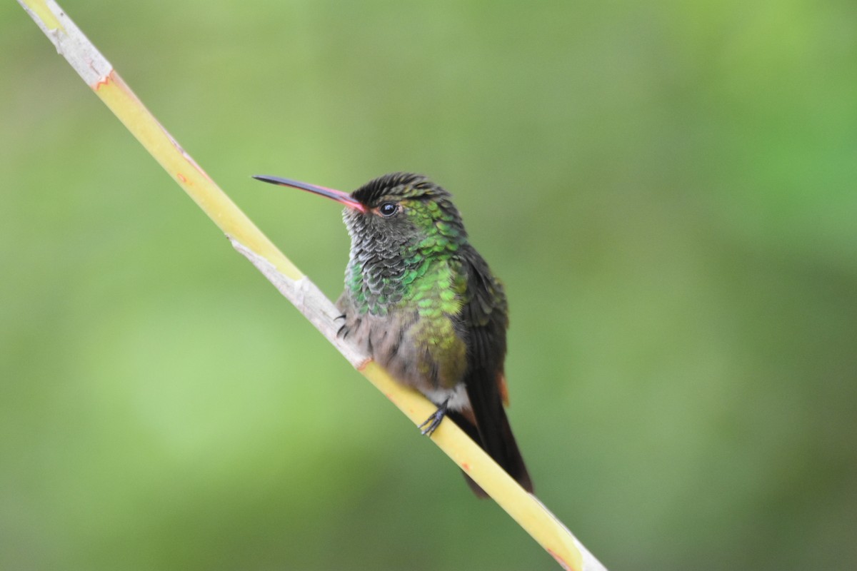 Rufous-tailed Hummingbird - ML620614865