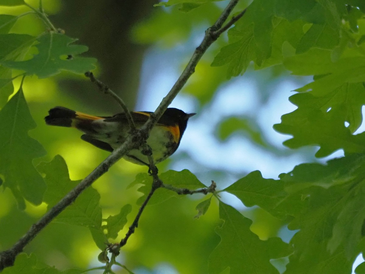 American Redstart - Kirk LaGory