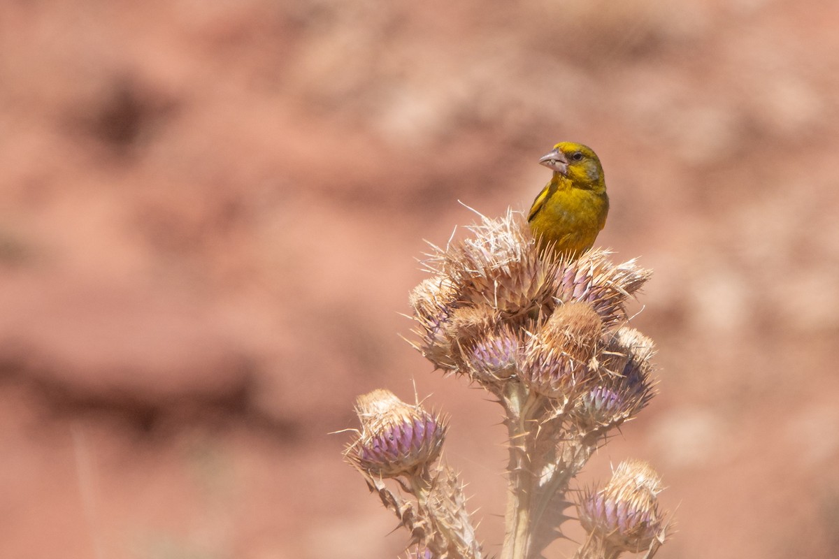 European Greenfinch - Vicente Pantoja Maggi