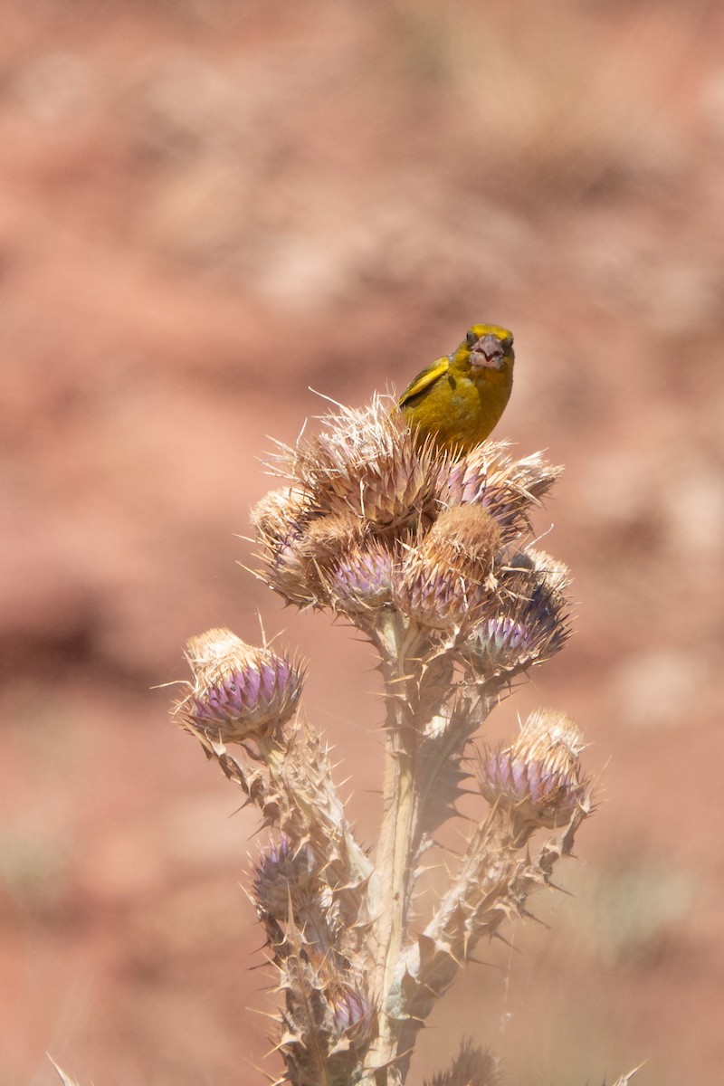 European Greenfinch - ML620614868