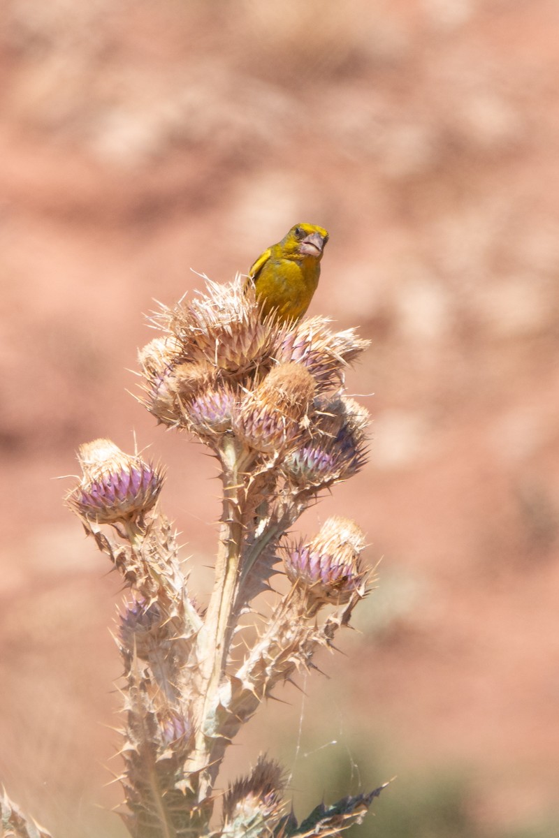 European Greenfinch - ML620614869