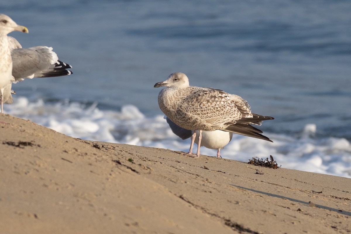 Gaviota de Kamchatka - ML620614870