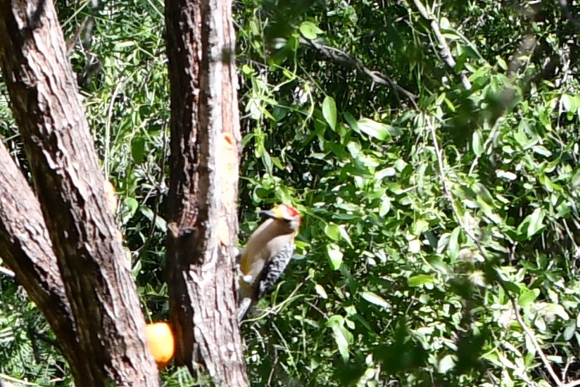 Golden-fronted Woodpecker - ML620614871