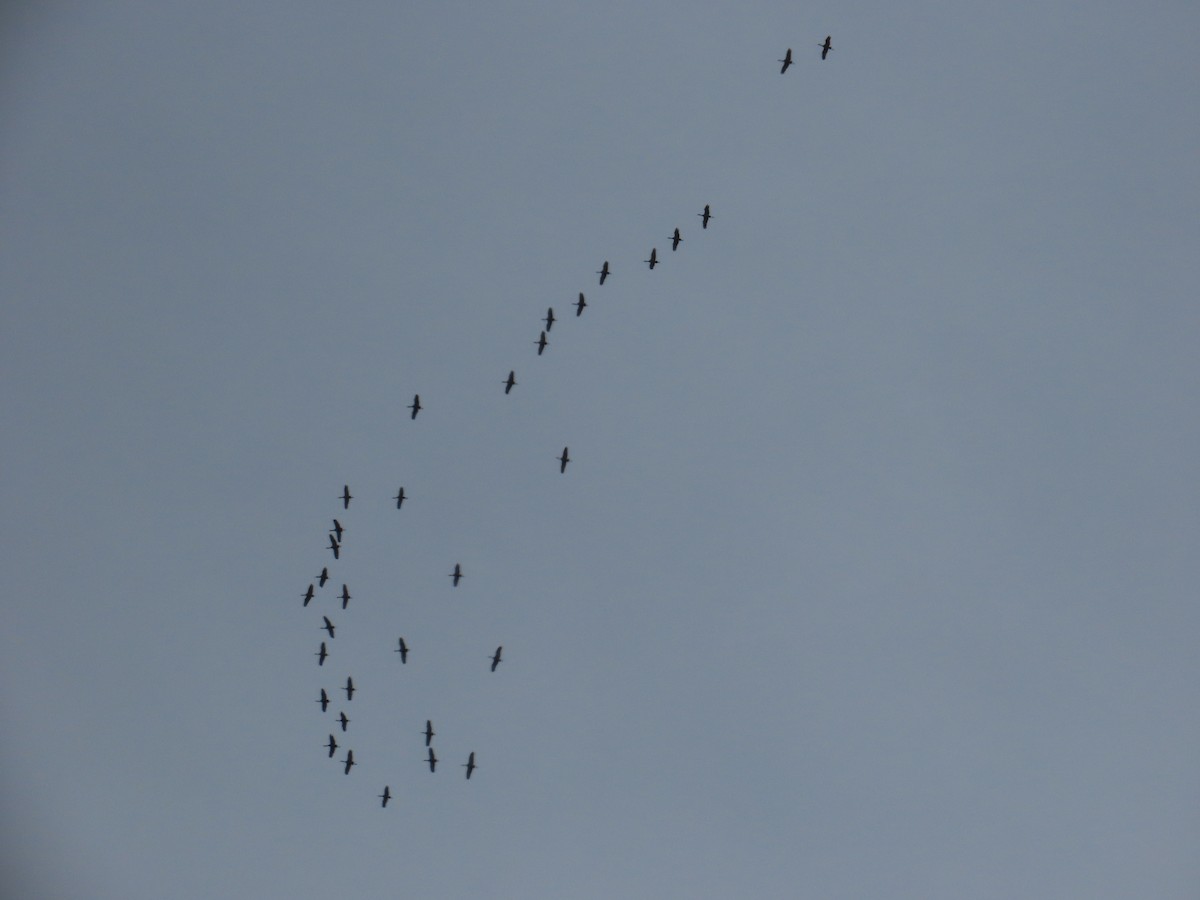 Sandhill Crane - ML620614872