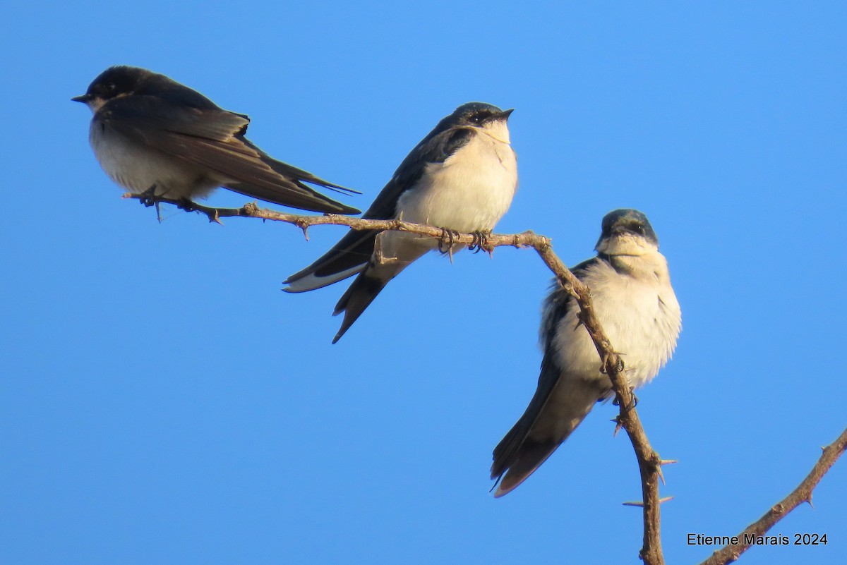 Pearl-breasted Swallow - ML620614873