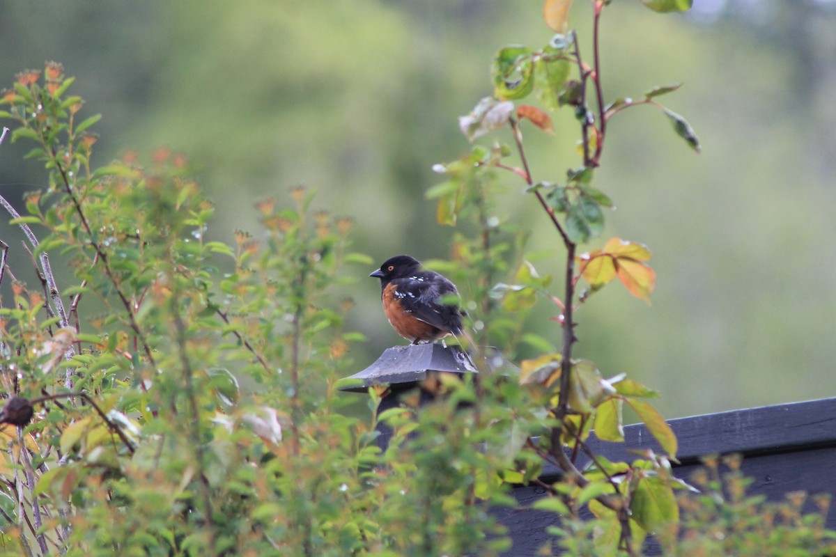 Spotted Towhee - ML620614874