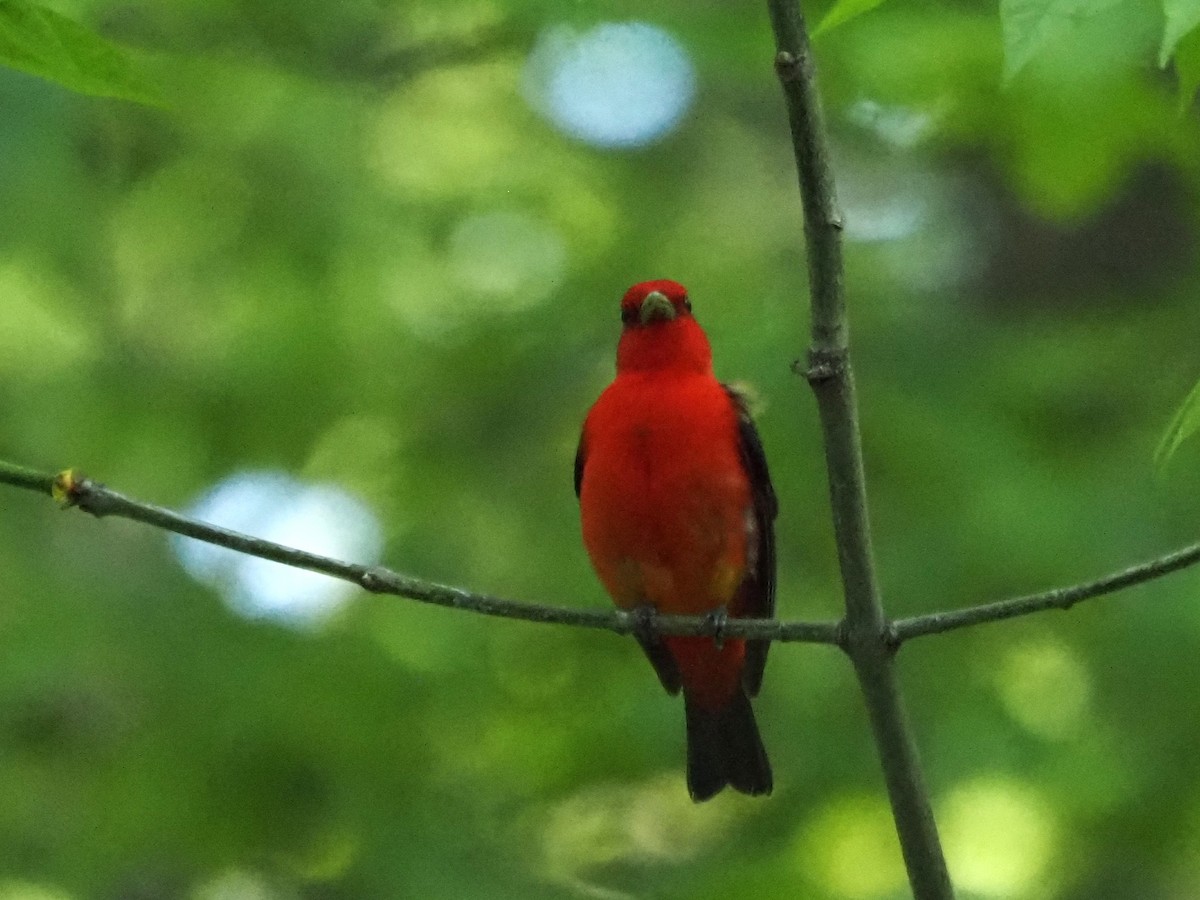 Scarlet Tanager - Kirk LaGory