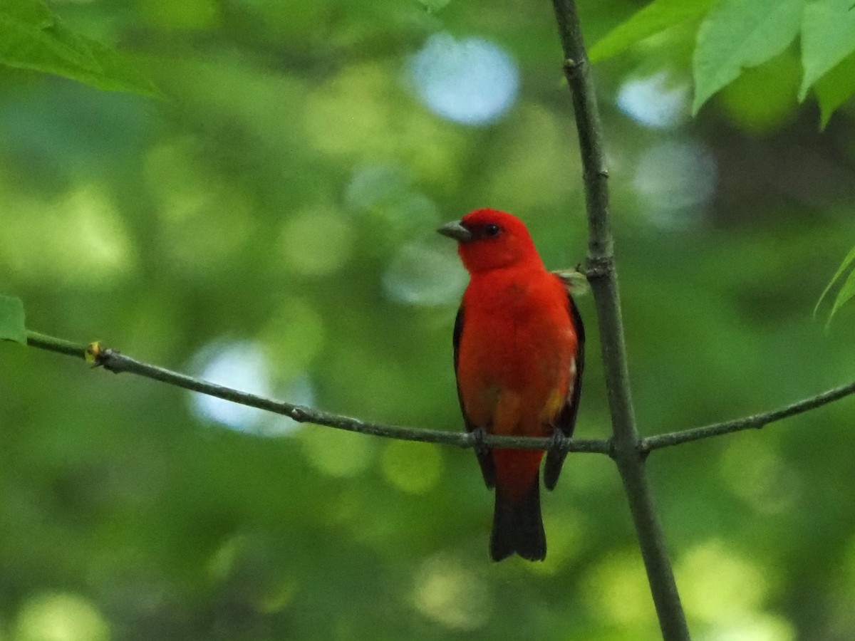 Scarlet Tanager - ML620614876