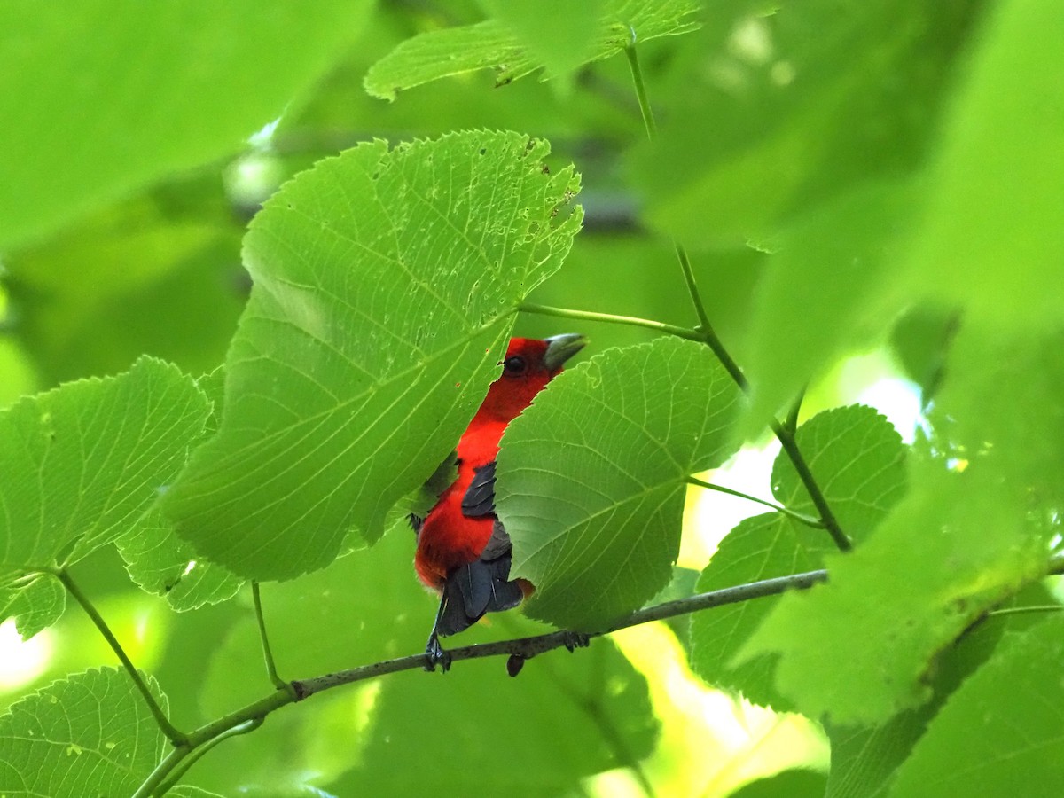 Scarlet Tanager - Kirk LaGory