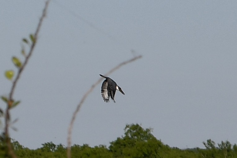 Ringed Kingfisher - ML620614879