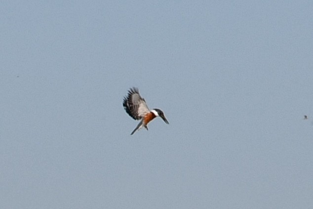 Ringed Kingfisher - ML620614880