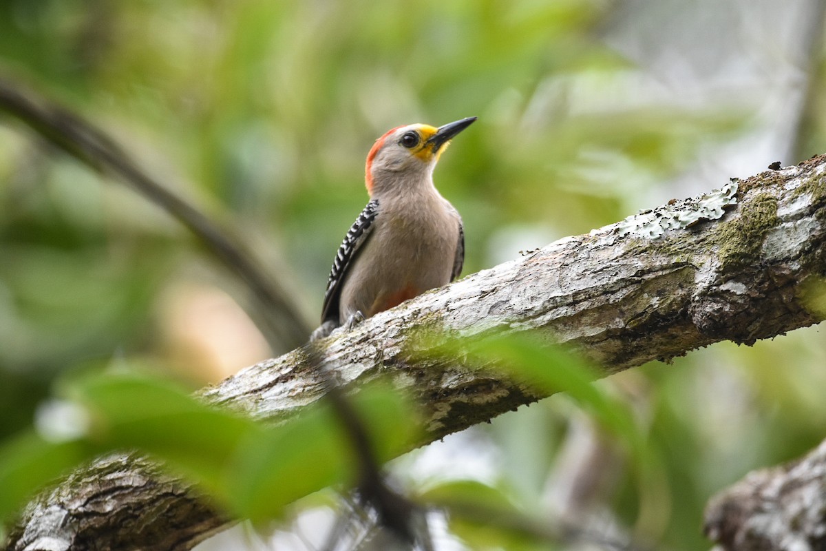 Yucatan Woodpecker - ML620614881