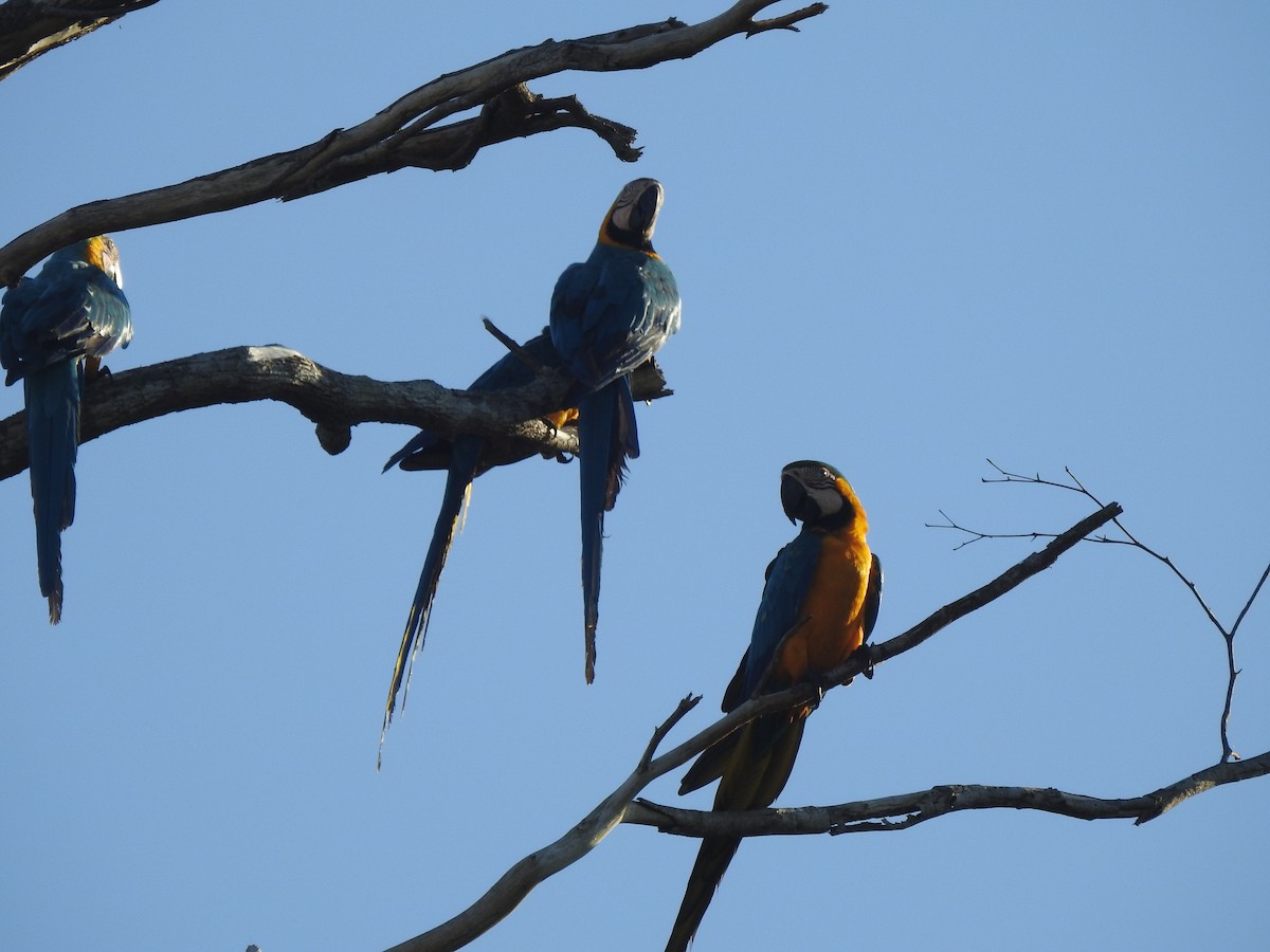 Guacamayo Azuliamarillo - ML620614882