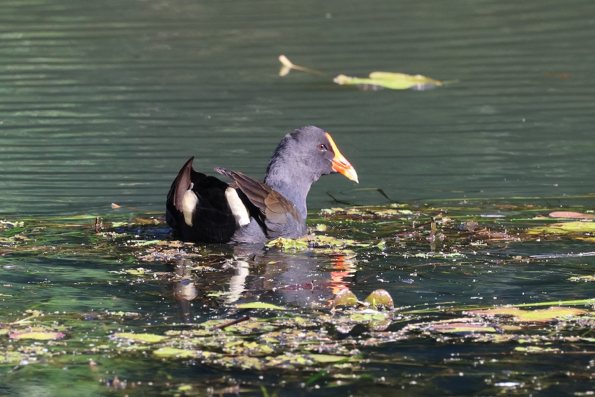 Dusky Moorhen - ML620614883