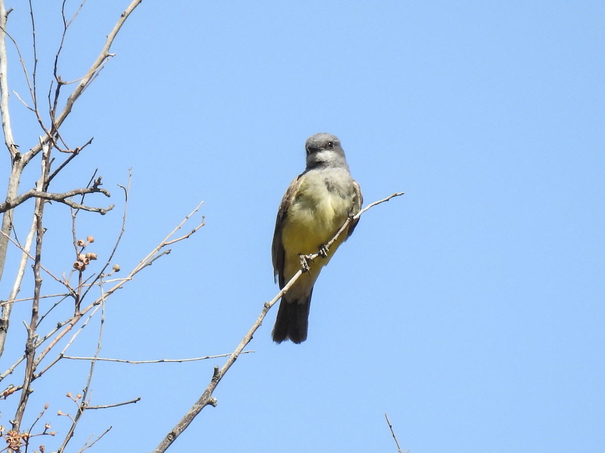 Cassin's Kingbird - ML620614887