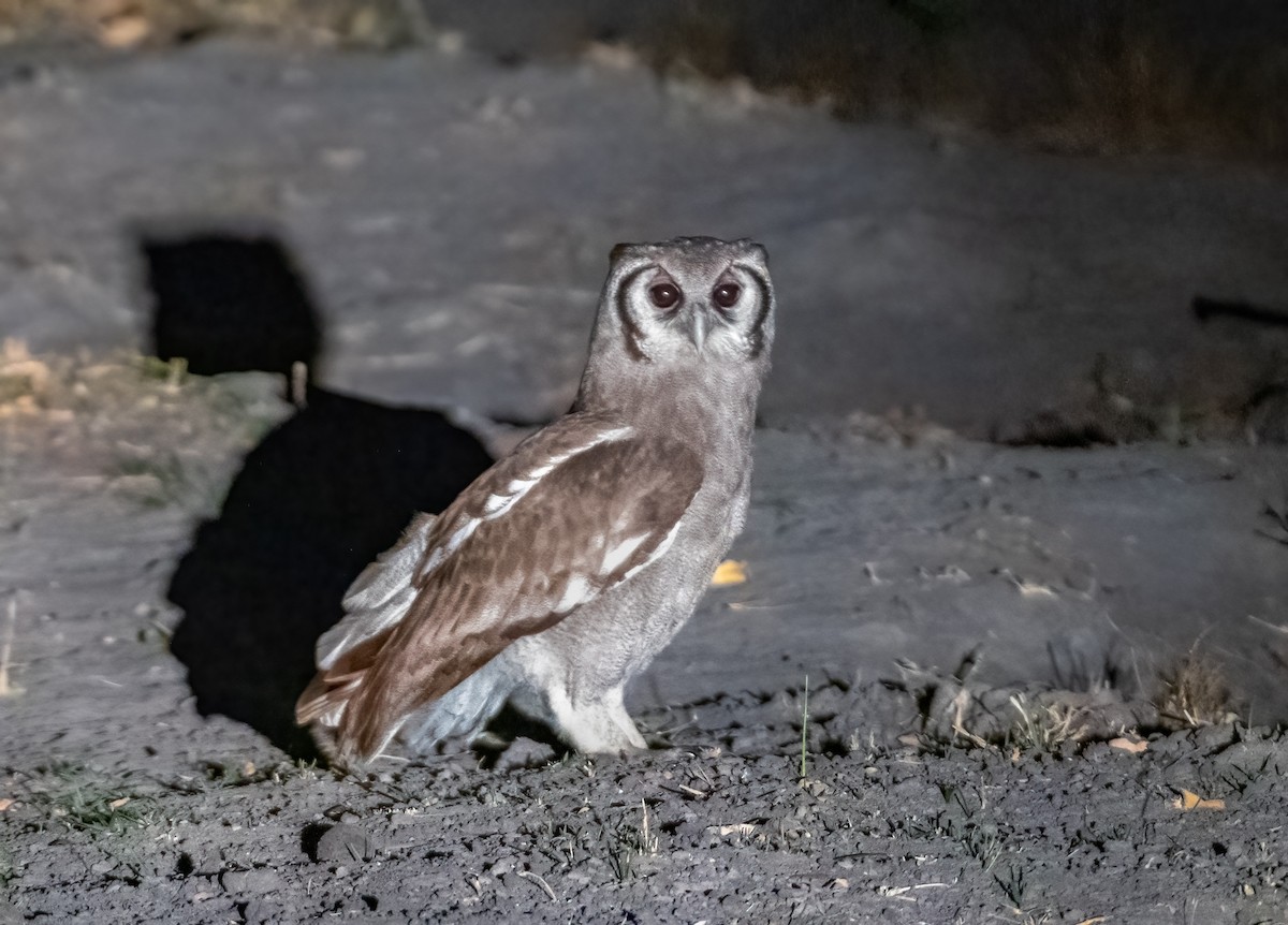 Verreaux's Eagle-Owl - ML620614888