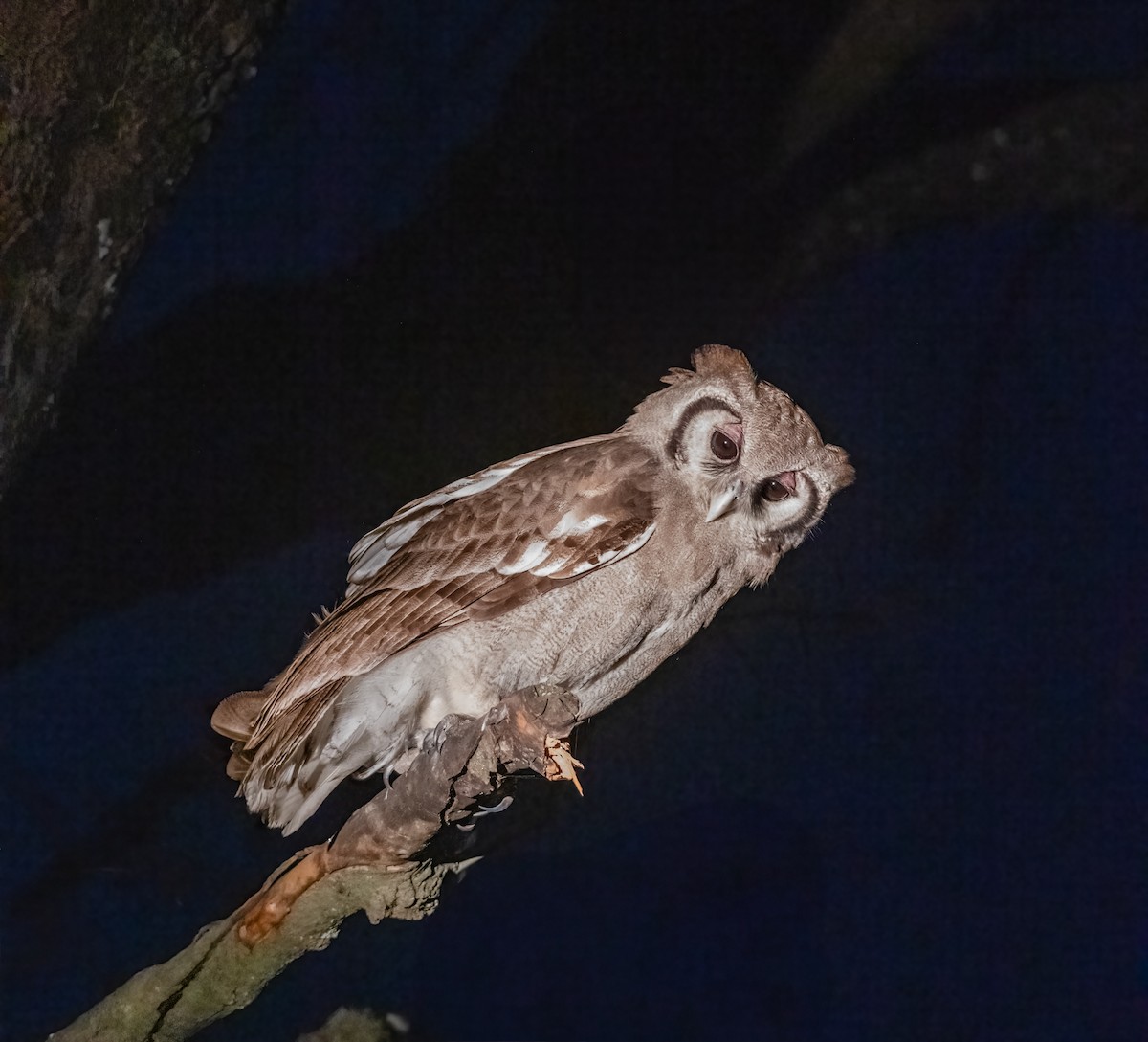 Verreaux's Eagle-Owl - ML620614889