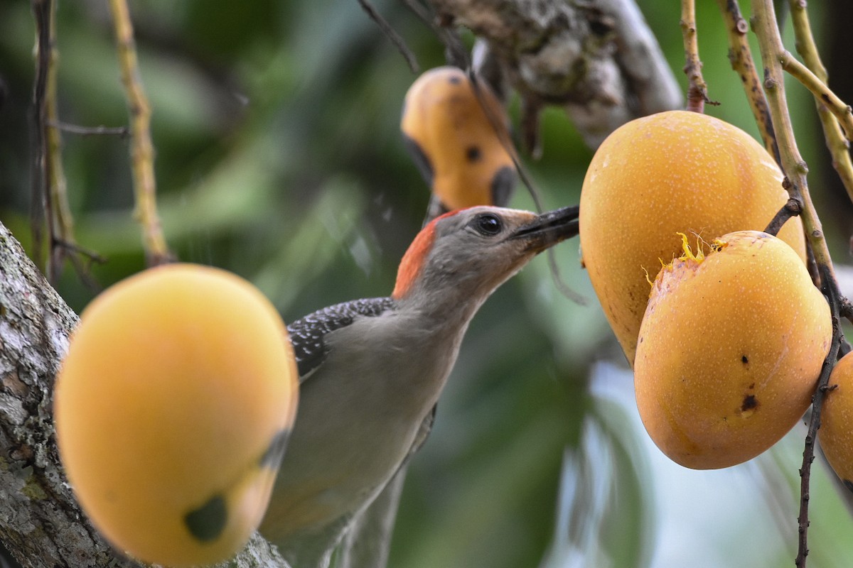 Golden-fronted Woodpecker - Jane Crawford