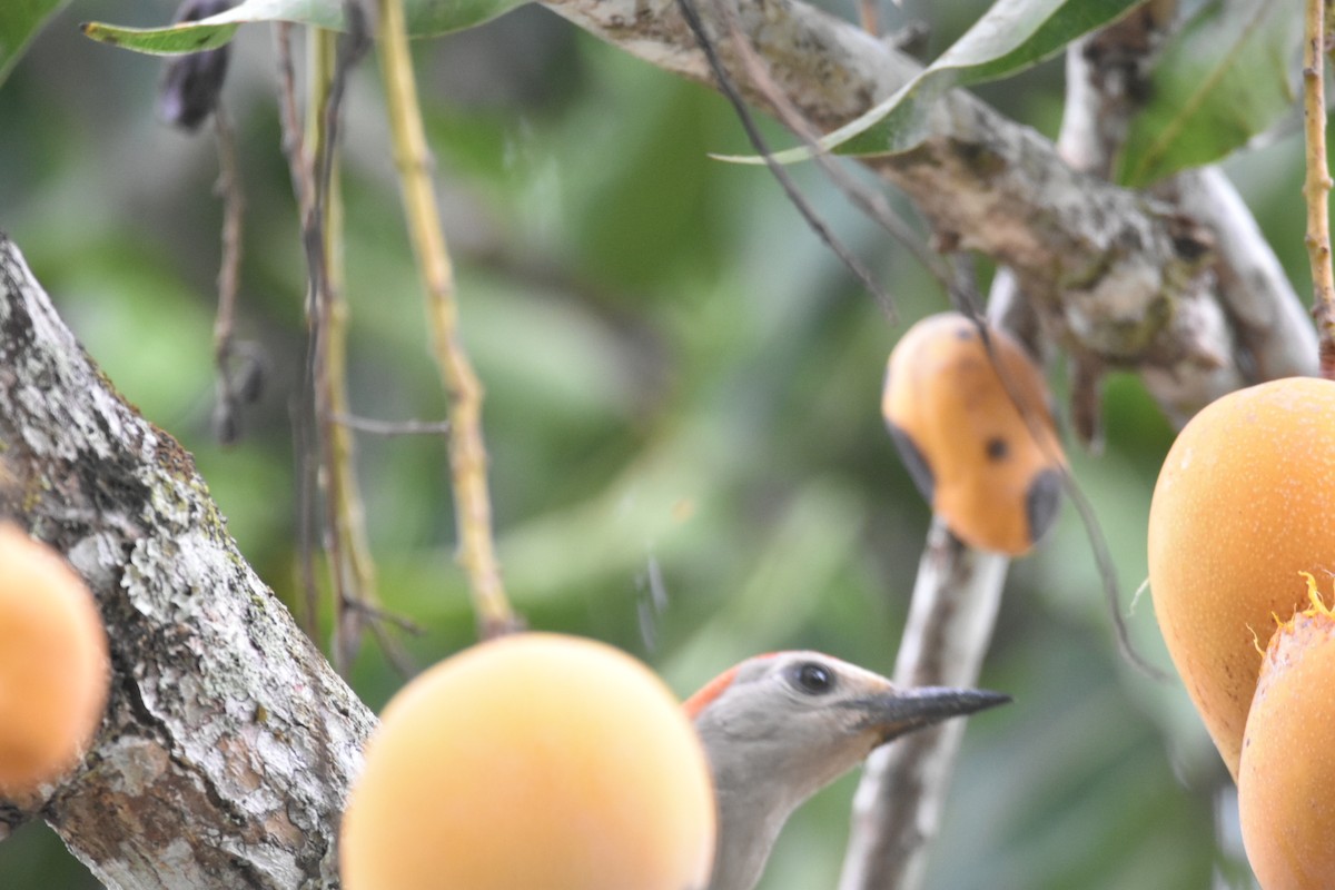 Golden-fronted Woodpecker - ML620614892