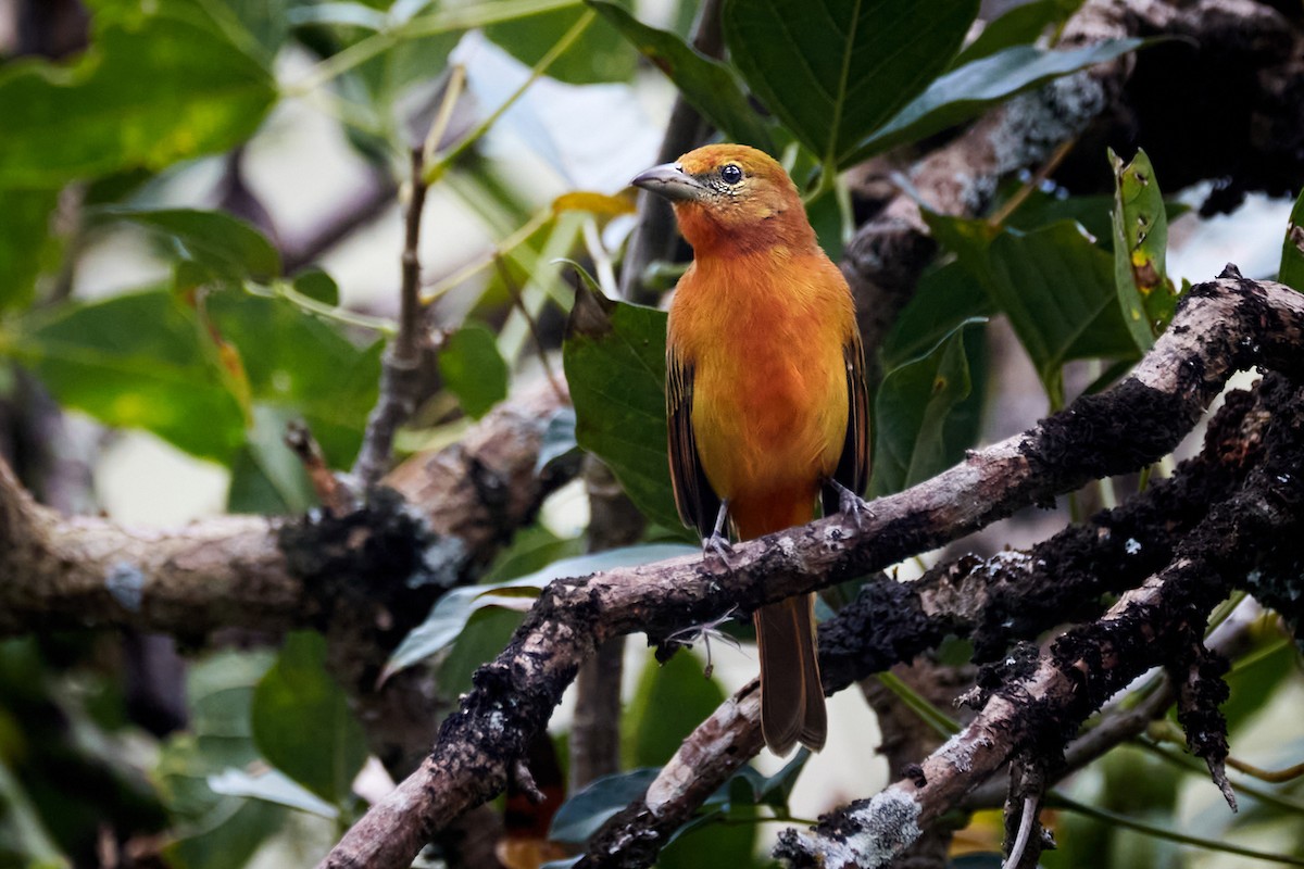 Hepatic Tanager - ML620614893