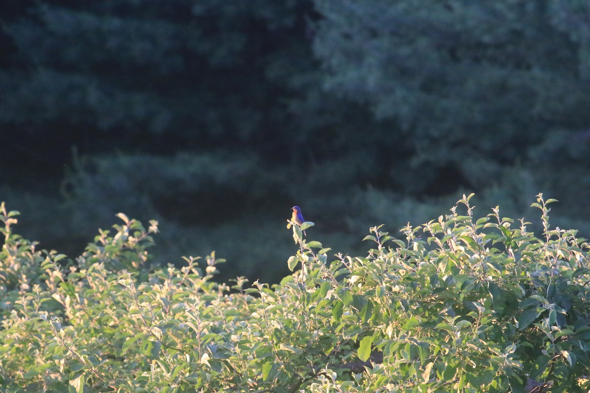 Eastern Bluebird - ML620614894