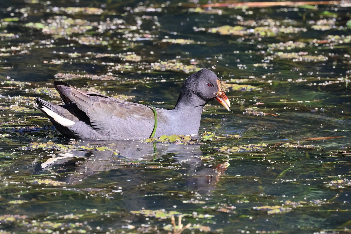 Dusky Moorhen - ML620614895