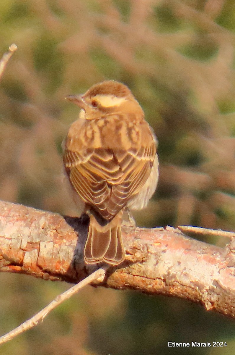 Yellow-throated Bush Sparrow - ML620614898