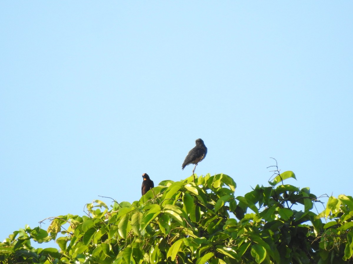 Flame-crested Tanager (Flame-crested) - ML620614900