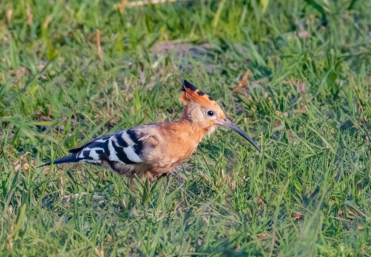 Eurasian Hoopoe (African) - Jim Merritt