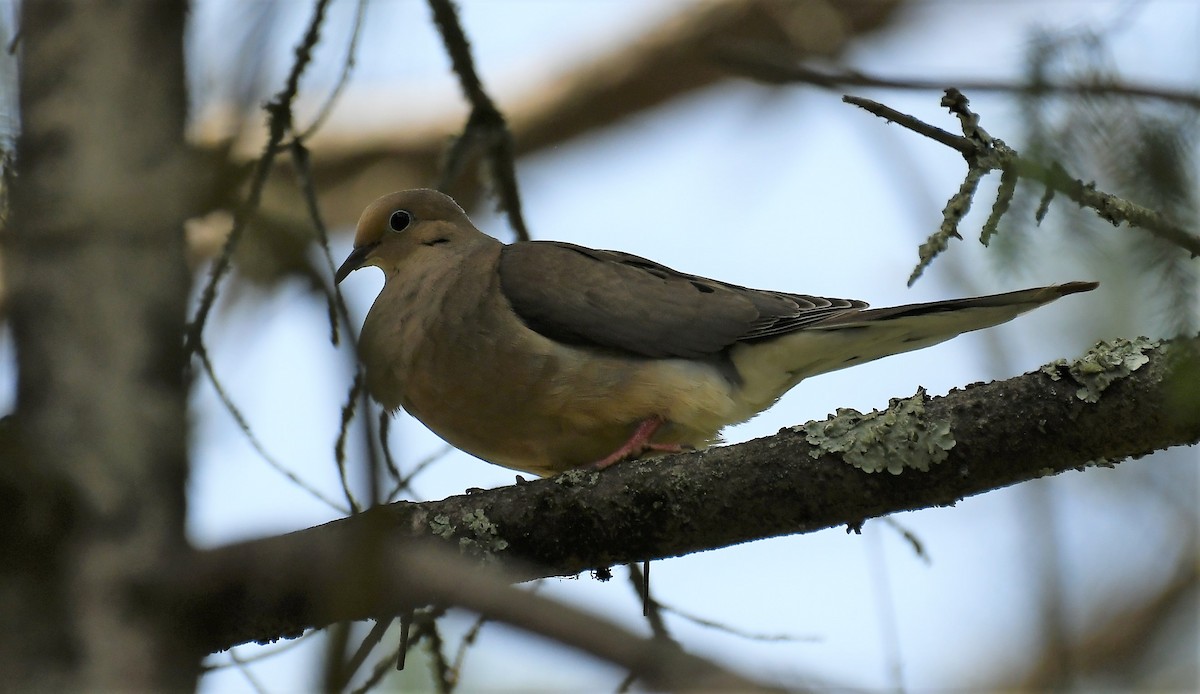 Mourning Dove - Marcia Suchy