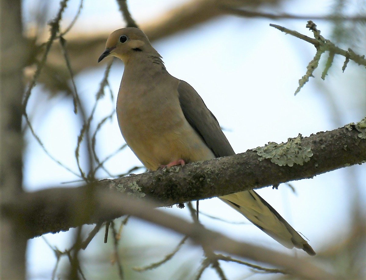 Mourning Dove - ML620614908