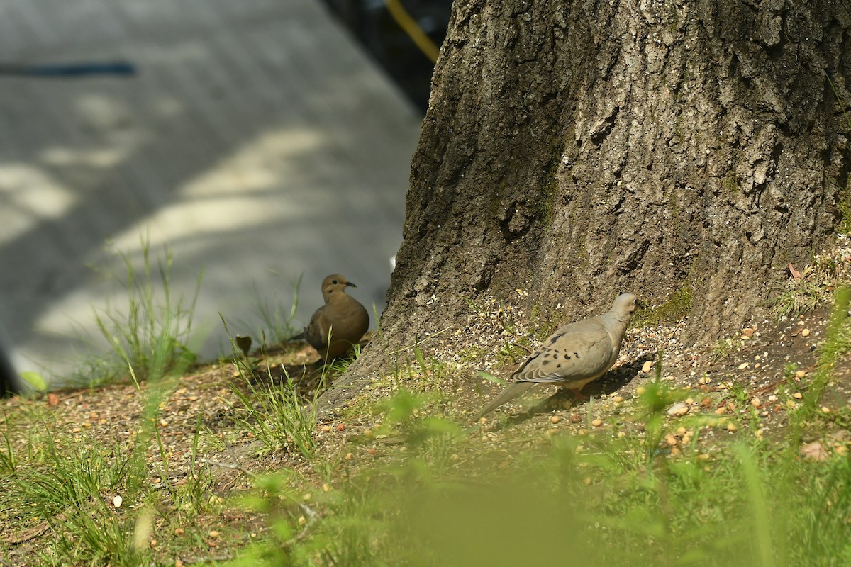 Mourning Dove - ML620614910