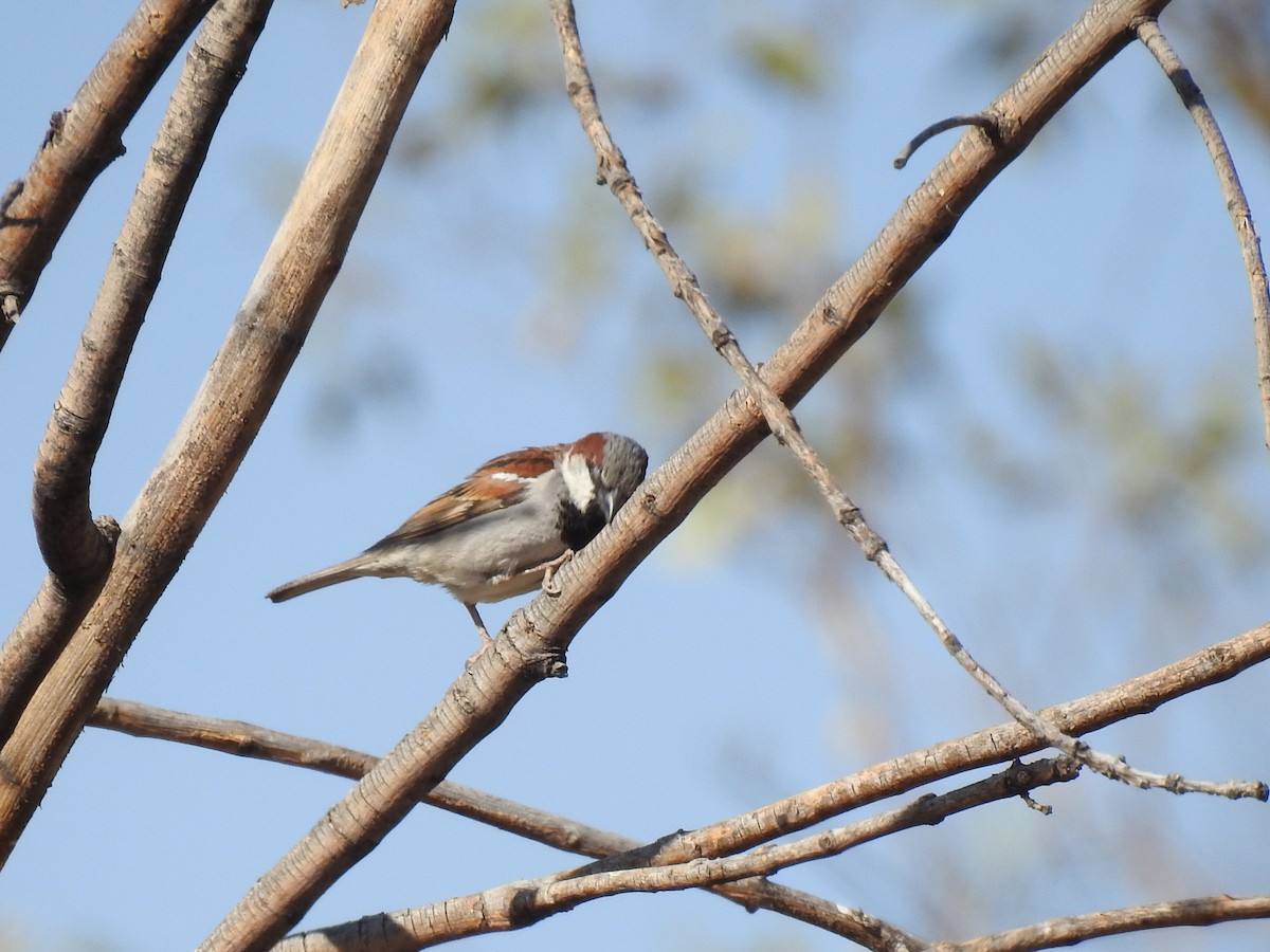 House Sparrow - ML620614911