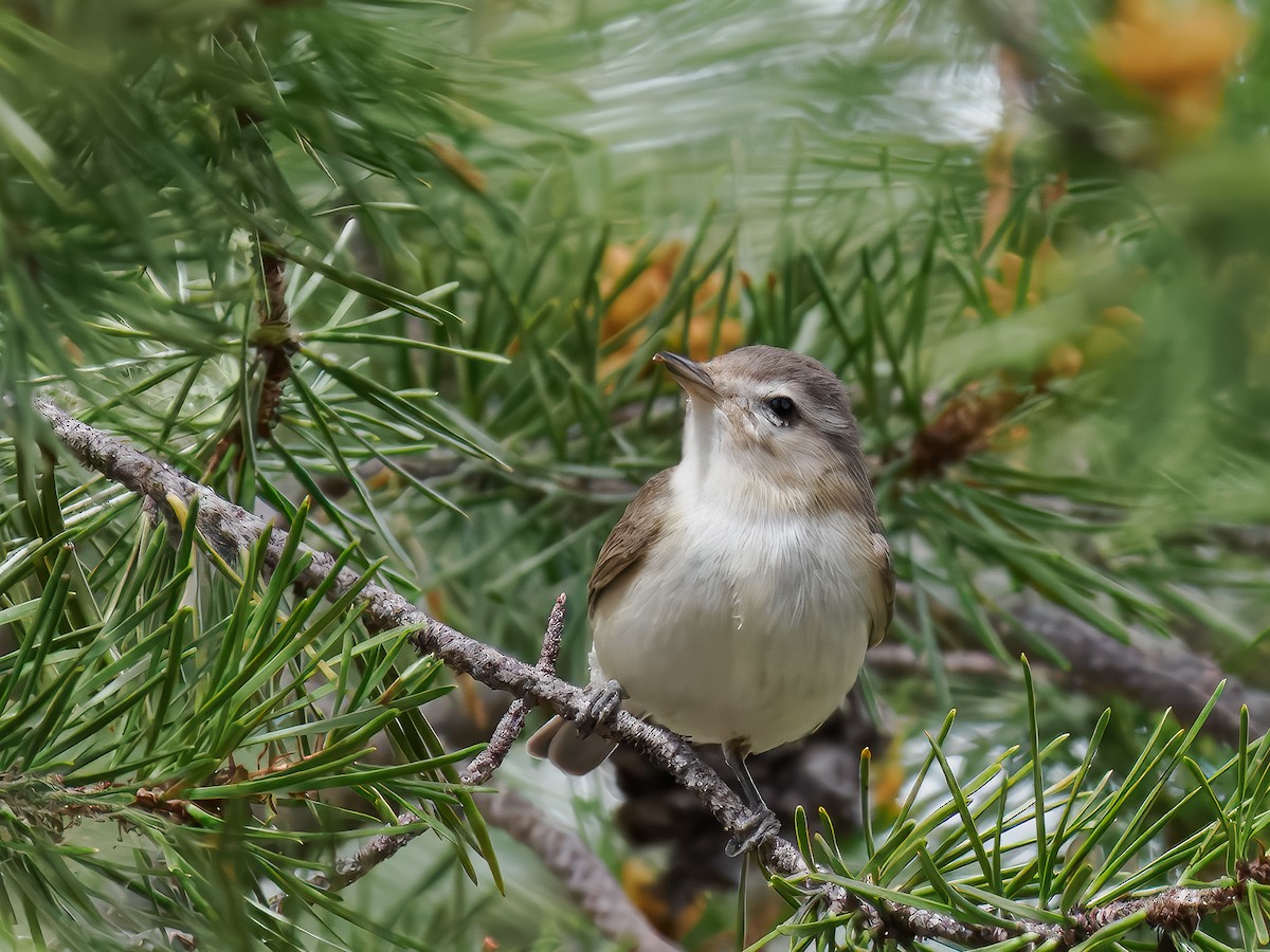 Western Warbling Vireo - ML620614913