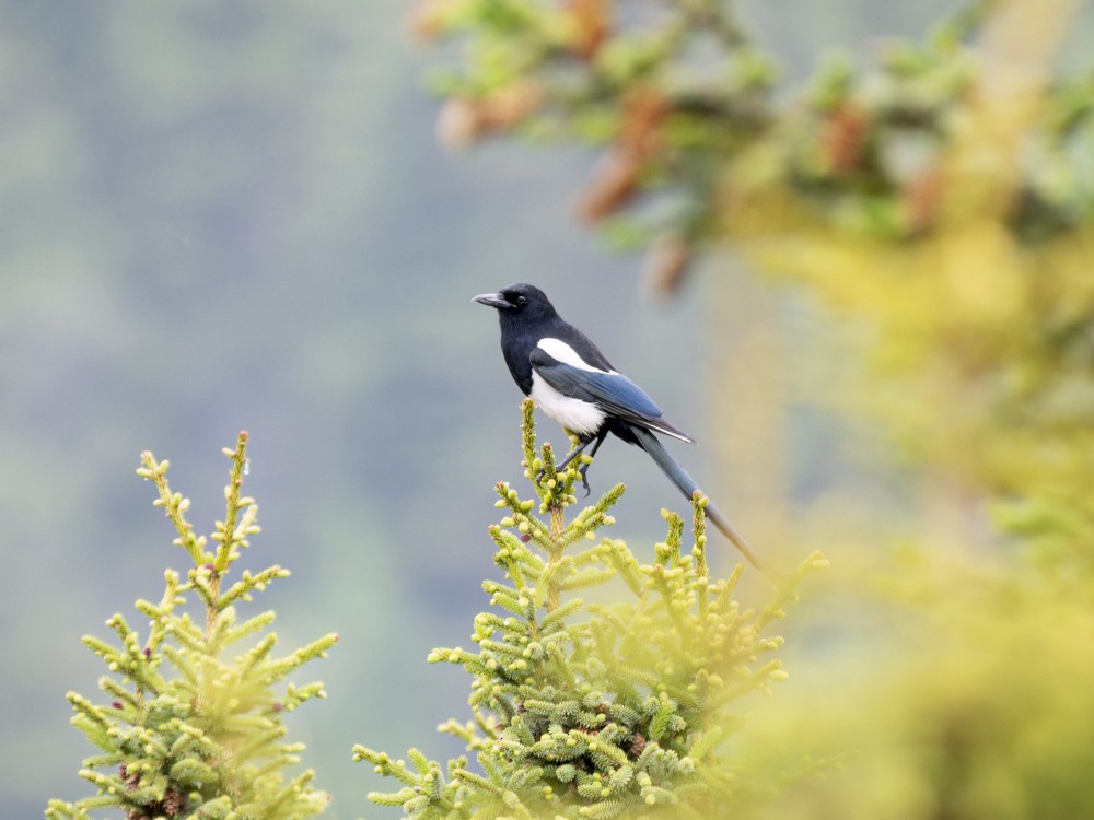 Black-billed Magpie - ML620614914