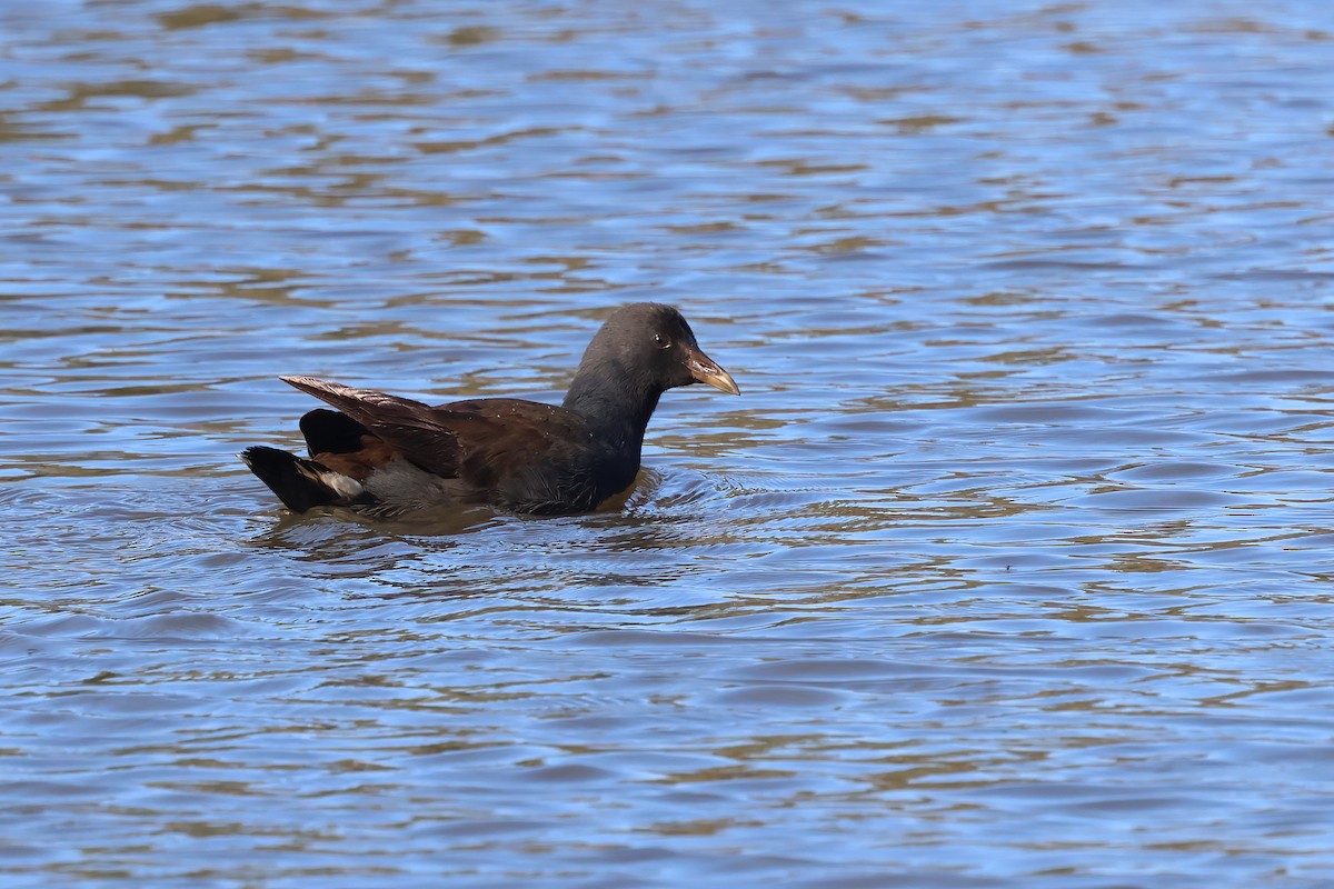 Dusky Moorhen - ML620614916