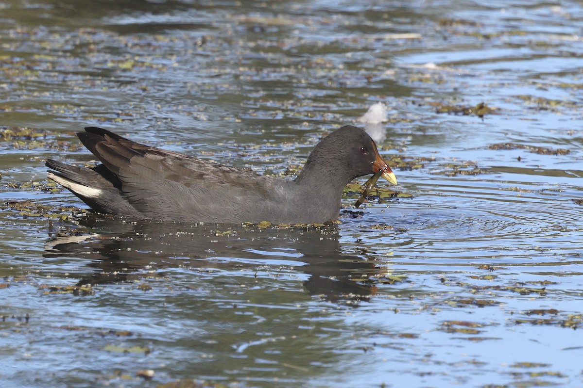 Dusky Moorhen - ML620614917