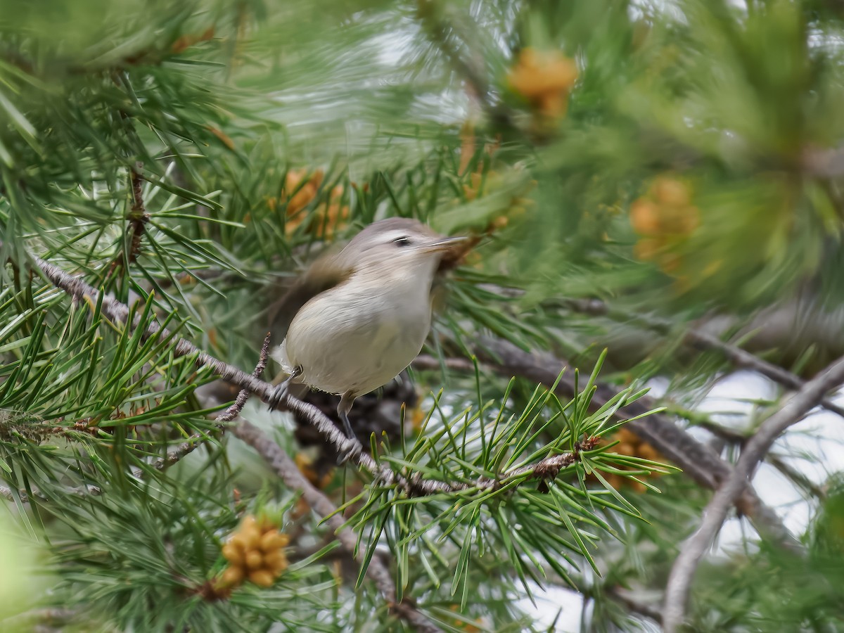 Western Warbling Vireo - ML620614918