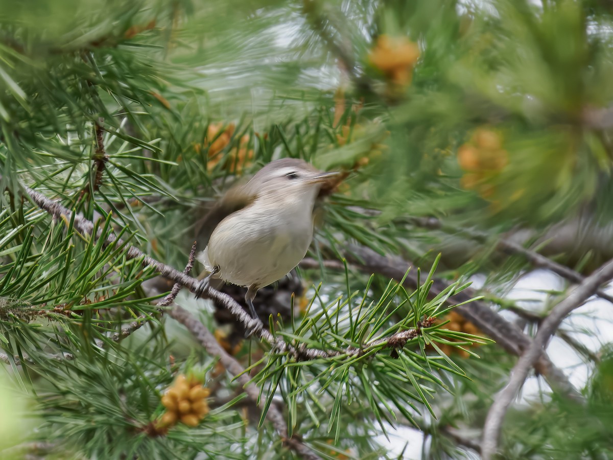 Warbling Vireo - ML620614918